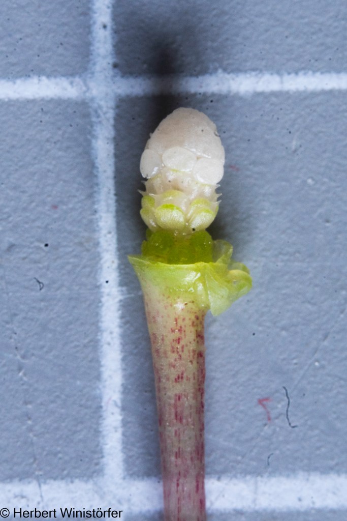 Inflorescence of Bucephalandra cf. belindae: spadix at pistillate anthesis, spathe artificially removed; grid in the background is 1x1 cm; note the peduncle speckled pinkish red.