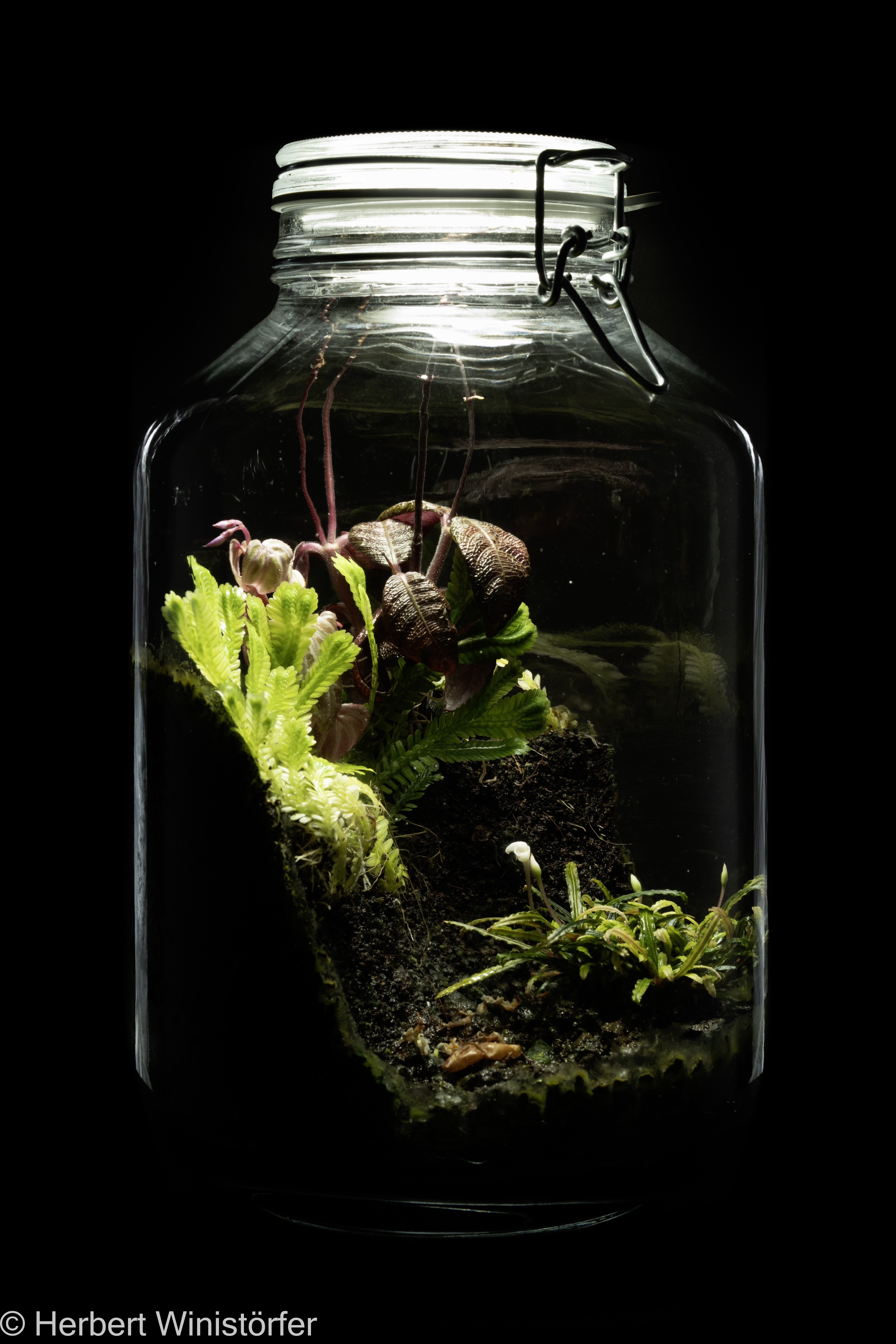 Bucephalandra sp.? – Hermetospheres