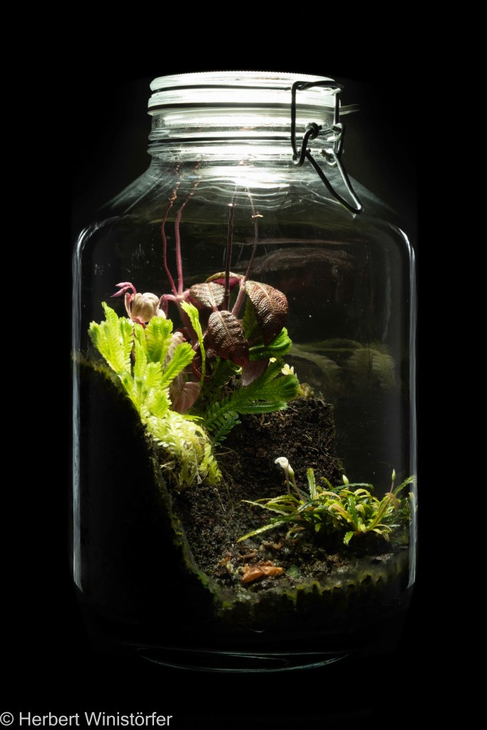 Container of 5 litres inspired by the flora of Borneo; on 18 May 2025, 202 days after onset, with Bucephalandra cf. belindae, Selaginella brooksii, Cosmianthemum sp. and Sonerila sp..
