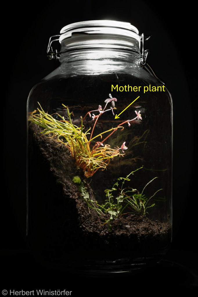 Container of 5 litres inspired by the flora of Madagascar with among others, the B. pteridoides mother plant; 28 May 2024, 68 days after onset.