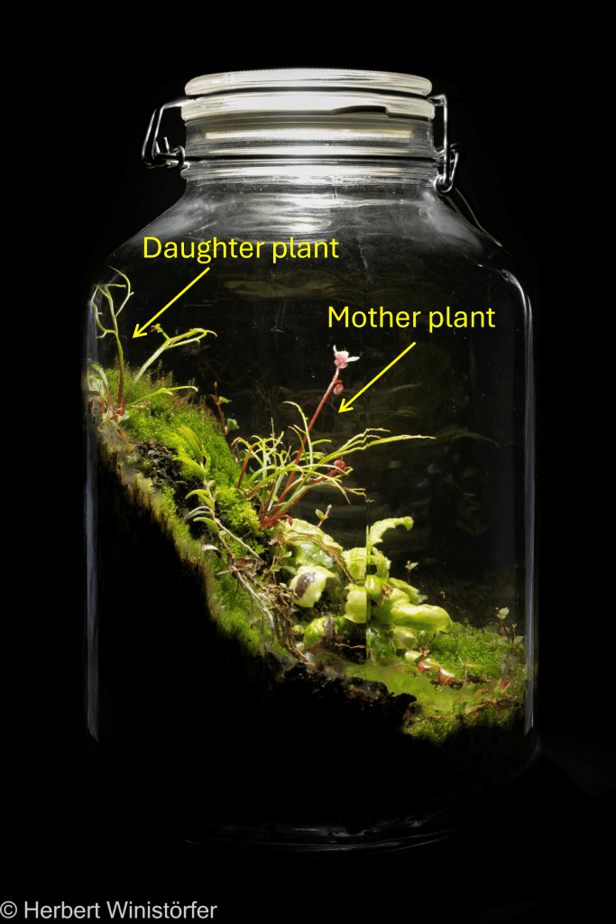 Container of 5 litres inspired by the flora of Madagascar with, among others, two generations of B. pteridoides, mother plant and daughter plant; 02 July 2025, 468 days after onset.