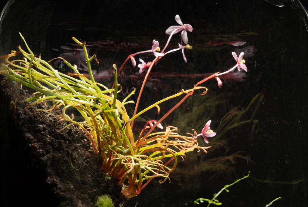 Succeeding generations (2): Begonia&nbsp;pteridoides