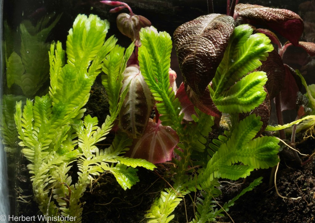 Brooks’ Selaginella: Plant knowledge as a by-product of colonial&nbsp;politics