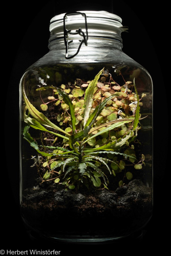 Container of 5 litres inspired by the flora of Borneo with Begonia lichenora and Labisia sp. 'Boyan'; 11 April 2024, 4 months after onset).