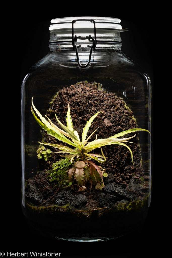 Container of 5 litres inspired by the flora of Borneo with Begonia lichenora, Labisia sp. 'Boyan' and Davallia parvula; 26 June 2025, 18½ months after onset.