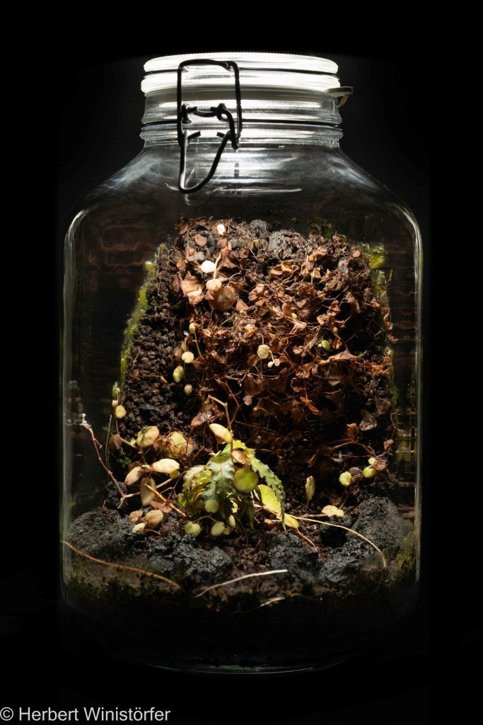 Container of 5 litres inspired by the flora of Borneo with Begonia lichenora and Labisia sp. 'Boyan'; 13 September 2024, 09 months after onset.