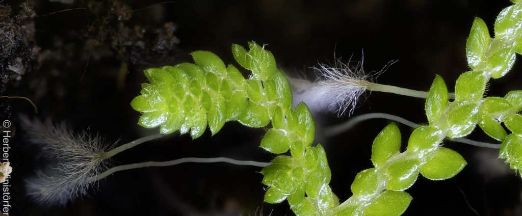 Two great naturalists and a miniature&nbsp;plant