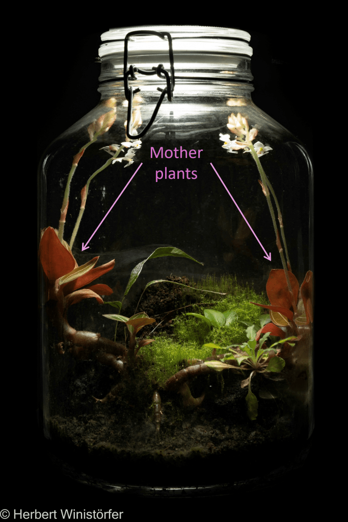 Container of 5 litres inspired by the flora of Sumatera with, among others, first generation plants of L. discolor; 24 February 2025, 148 days after onset.