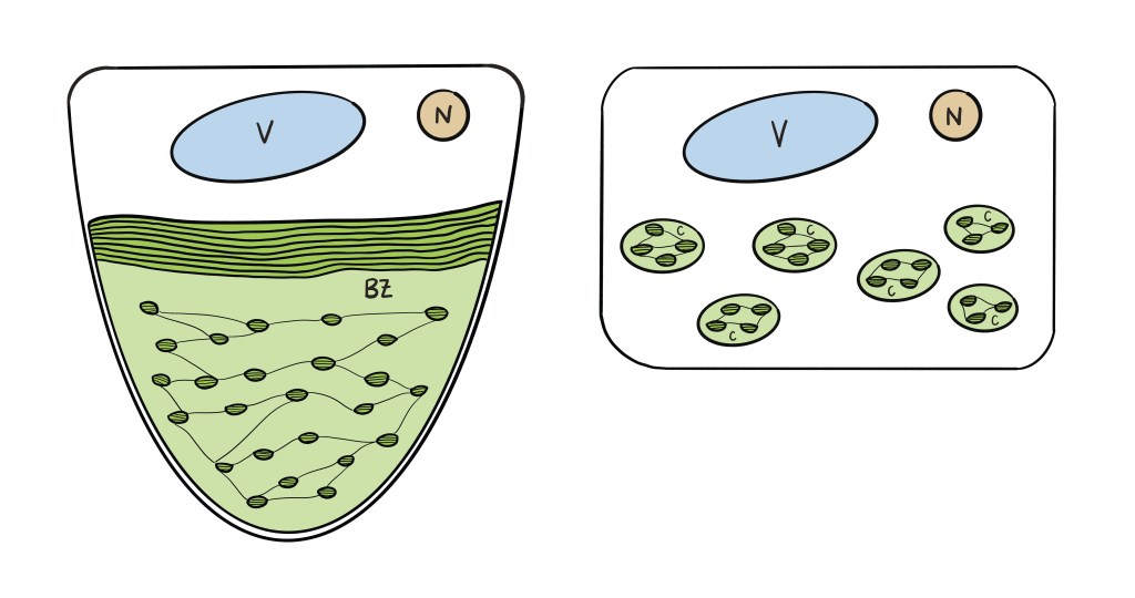 Schematic comparison of a cell from the outermost cell layer (epidermis) of a leaf of S. erythropus (left hand side) with a typical plant cell (right hand side) as seen through a microscope. The most striking differences are the conical shape, the presence of a single large bizonoplast (BZ) instead of several smaller chloroplasts (C), and the two-part structure of the bizonoplast; V = vacuole; N = nucleus; drawing by Beatrix Winistörfer, all rights reserved.