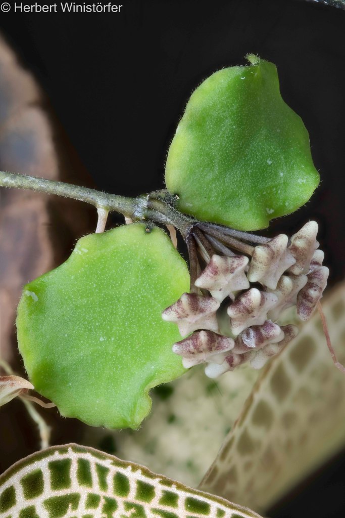 Hoya kanyakumariana with flower buds; 8 September 2025; image focus stacked from 80 single frames.
