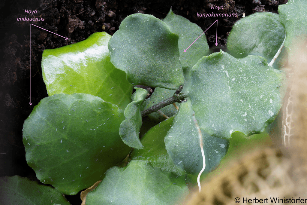 Leaves of H.oya kanyakumariana aund Hoya endauensis close to each other showing the difference in shape; 08 January 2025; picture focus stacked from 126 single frames