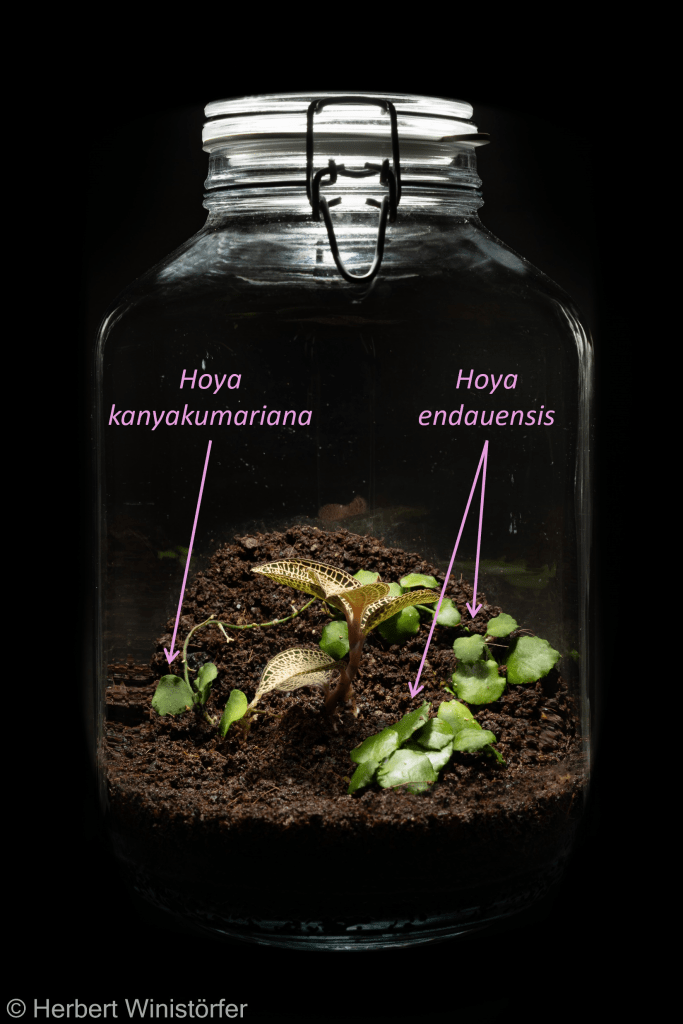 Hoya kanyakumariana and Hoya endauensis together with Anoectochilus roxburghii in a container of 5 litres; 29 August 2024, 2 days after onset.