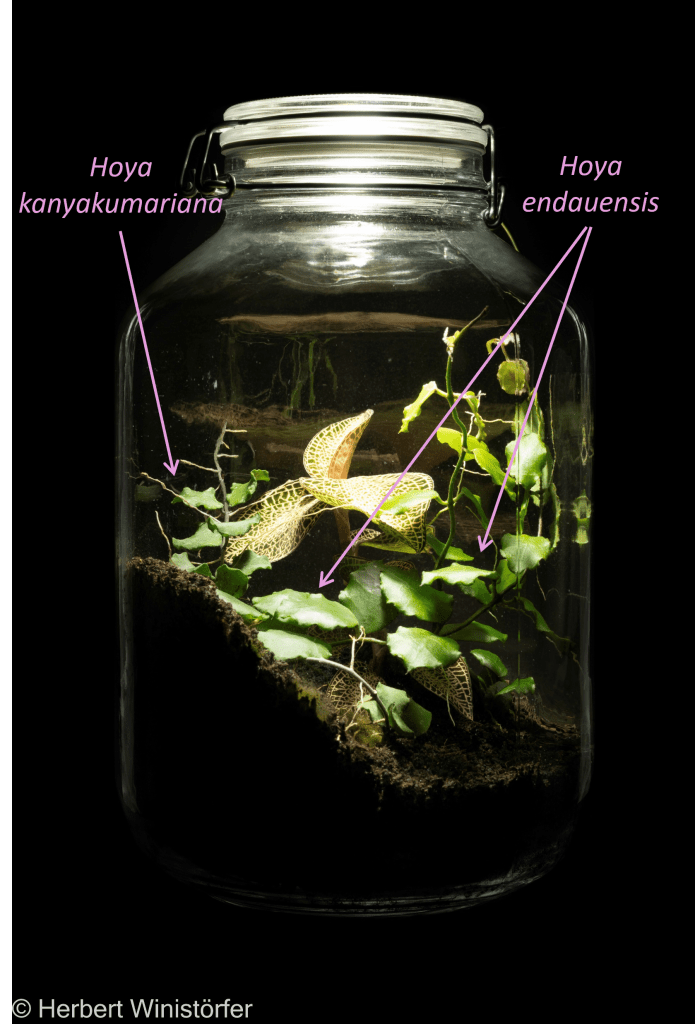 Hoya kanyakumariana and Hoya endauensis together with Anoectochilus roxburghii in a container of 5 litres; 30 November 2024, 95 days after onset.