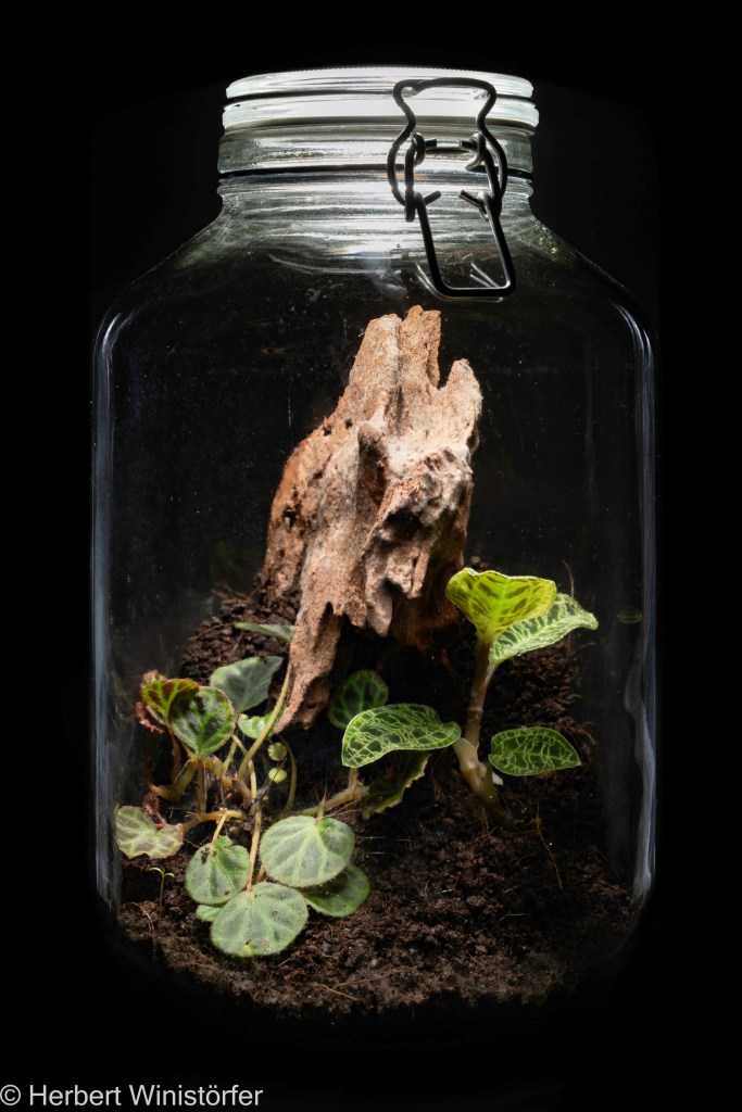 Container of 5 litres inspired by the flora of Sumatera with Begonia olivacea and Macodes petala, 25 July 2025, 27 days after onset.