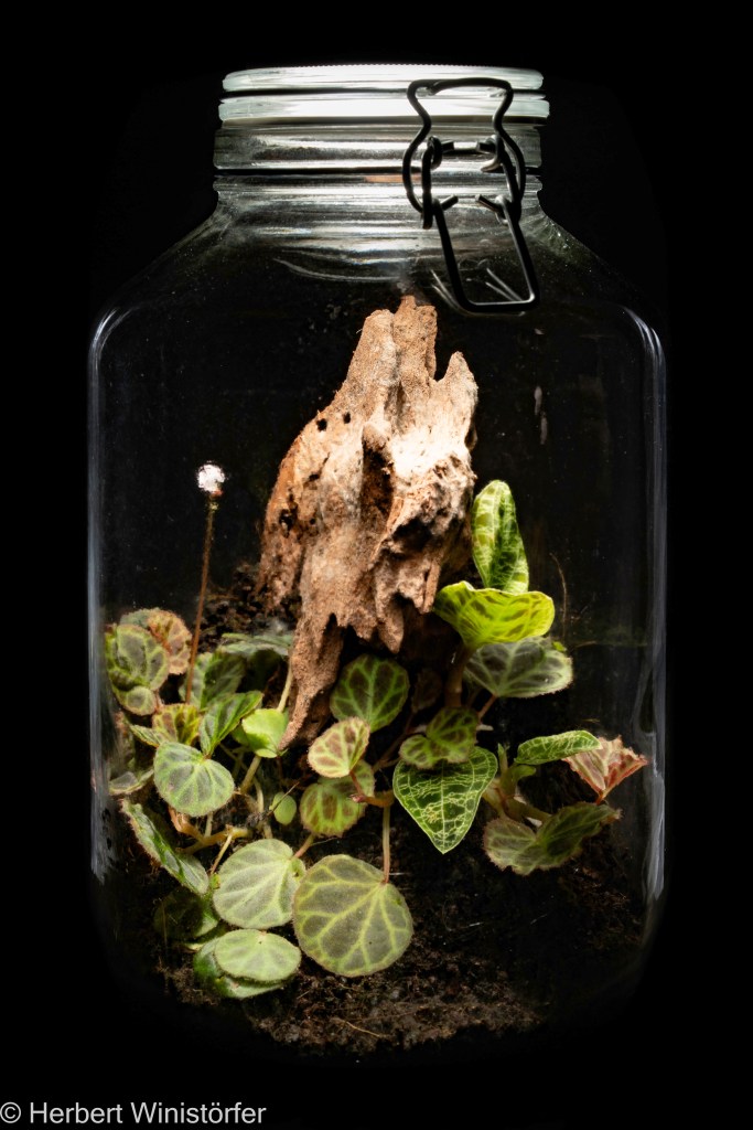 Container of 5 litres inspired by the flora of Sumatera with Begonia olivacea and Macodes petala, 21 August 2025, 54 days after onset.