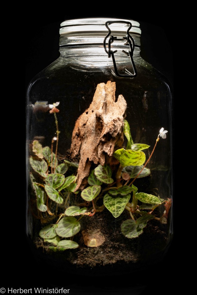 Container of 5 litres inspired by the flora of Sumatera with Begonia olivacea and Macodes petala, 02 September 2025, 66 days after onset.