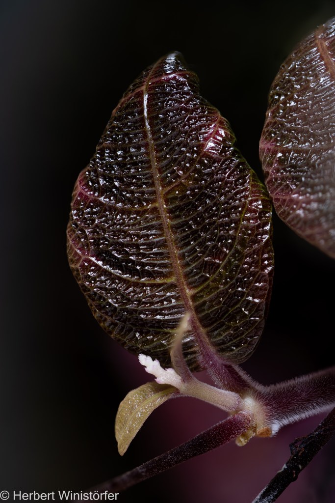 Mature leaf and emerging pair of leaves of Acanthaceae spec. ‚Kalimantan‘ in a container of 5 litres inspired by the flora of Borneo, 06 October 2025, 54 days after onset; picture focus stacked from 131 single frames.