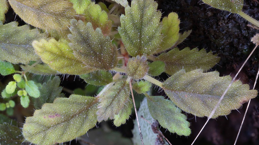 Tuberous miniature Sinningias