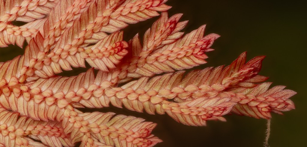 The blue iridescence of the red&nbsp;Selaginella