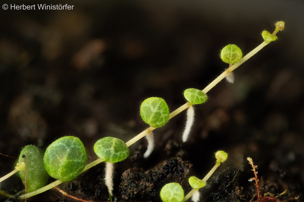 Peperomia prostrata in a container inspired by the flora of Costa Rica, 19 November 2025, 68 days after onset; image focus stacked from 120 single frames.