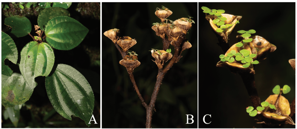 "Fig. 1 A, Habit of Bertolonia mosenii, showing an infructescence with seedlings. B, Side view of the infructescence of B. mosenii. C, Frontal
view of seedlings inside the capsules of B. mosenii." (Bacci e.a. 2021: 80; reproduced with permission of The University of Chicago Press, all rights reserved).