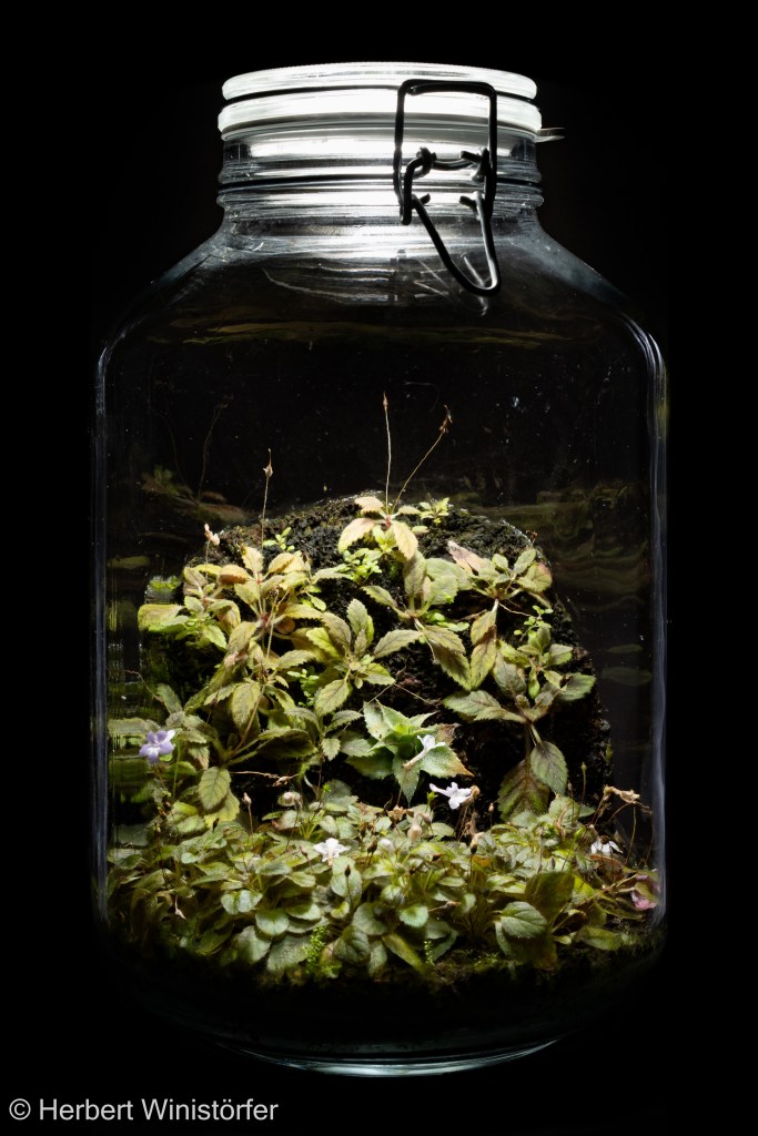 Container of 5 litres inspired by the flora of Southeastern Brazil with S. pusilla (on the ground) and S. muscicola (on the slope); 08 November 2025, 167 days after onset.