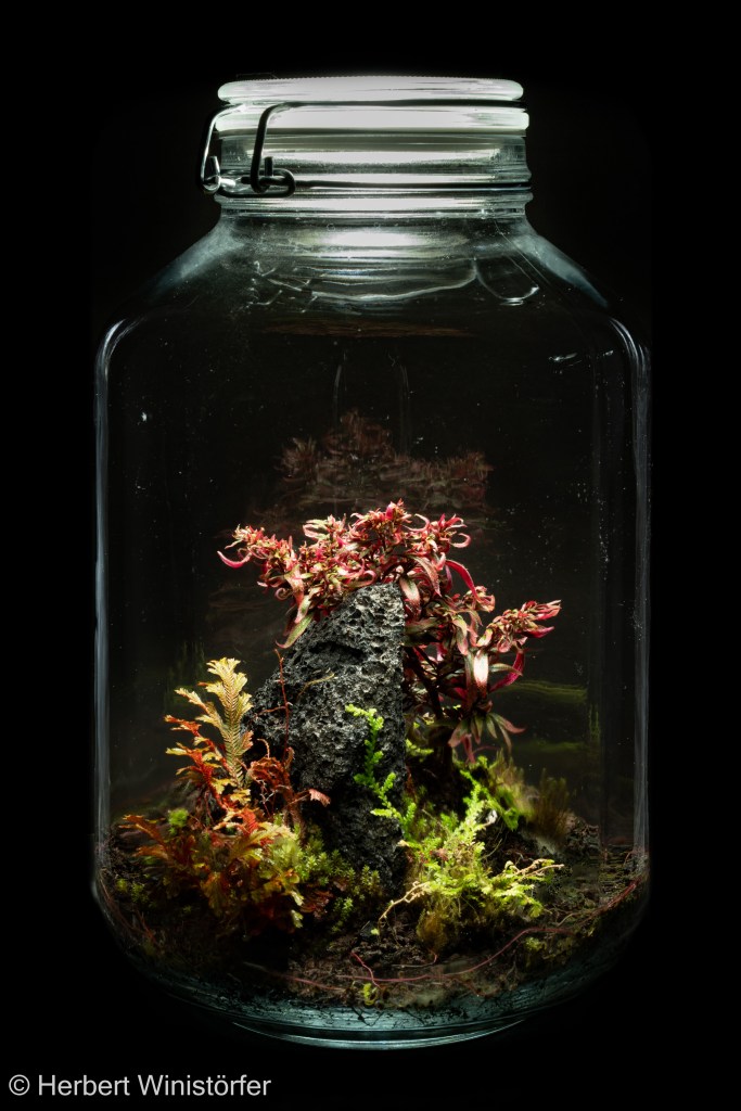 Container of 5 litres inspired by the flora of Costa Rica with Selaginella erythropus (in the foreground on the left), Centradenia inaequilateralis and Selaginella microphylla; 17 August 2025, four months after onset.