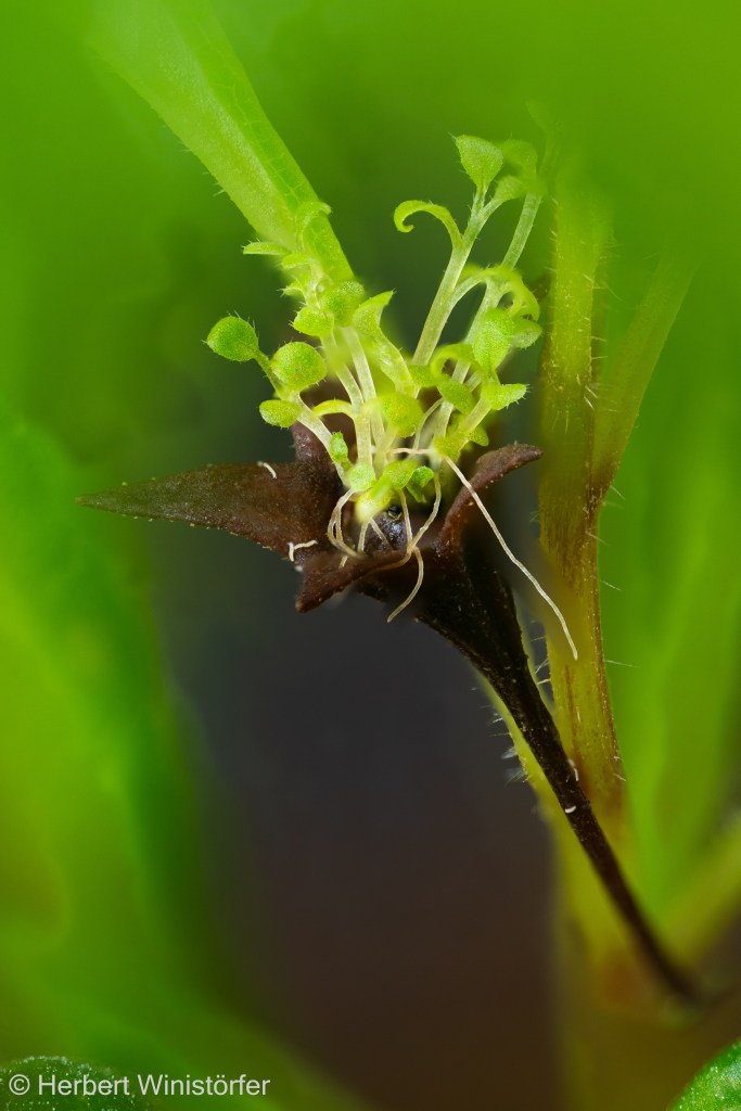 Seed capsule of Gesneria cuneifolia with germinating seed, 01 December 2025; image focus stacked from 60 single frames.