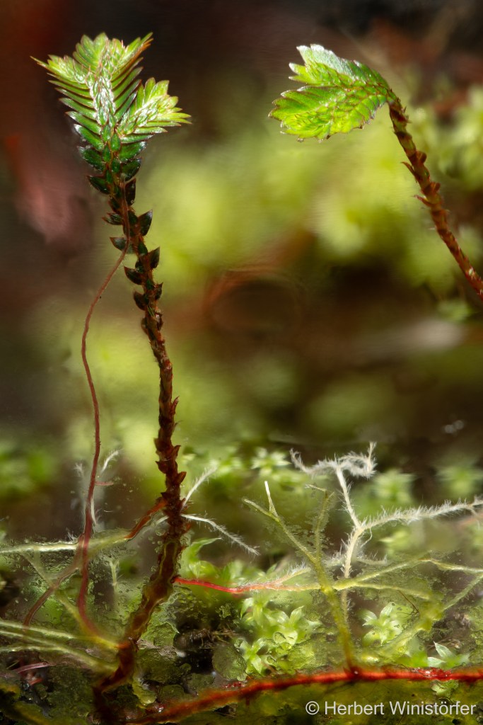Two new shoots of S. erythropus in a container of 5 litres inspired by the flora of Costa Rica; 05 December 2025, seven months after onset; image focus stacked from 100 single frames..