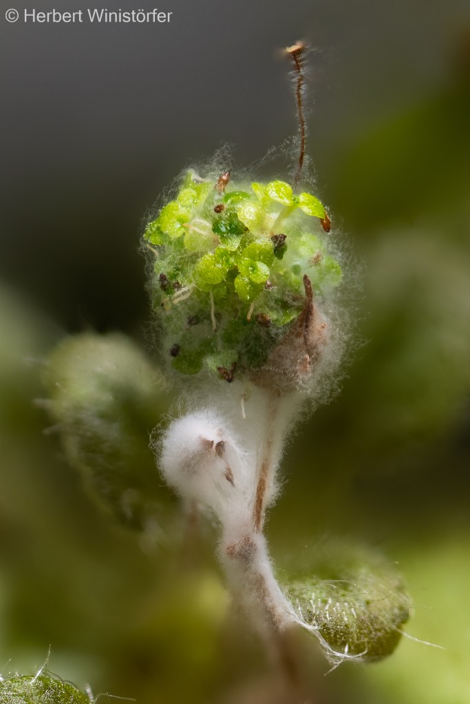 Seed pod of Sinningia pusilla with germinating seed, 07 November 2025; picture focus stacked from 159 single frames.