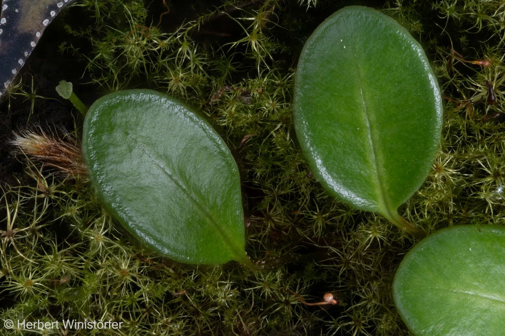 Two fully developed fronds, one very small developing frond and the rhizome tip of Selliguea metacoela; image focus stacked from 120 single frames.