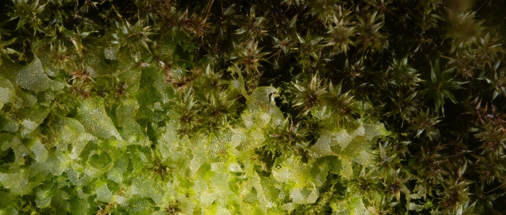 Diving into the world of&nbsp;bryophytes