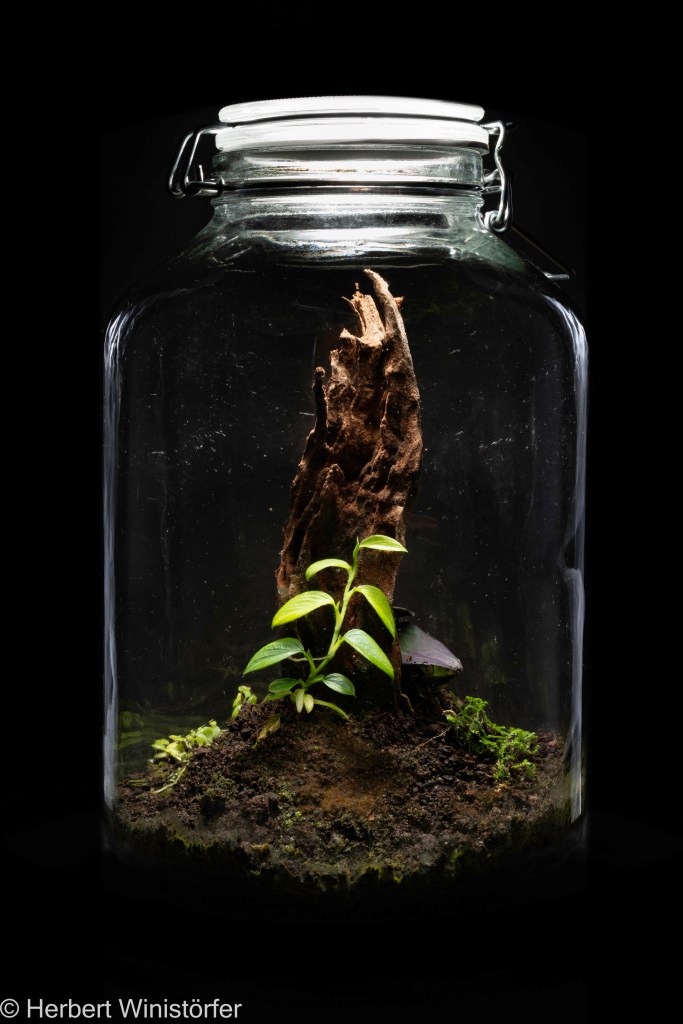 Container of 5 litres inspired by the flora of Ecuador with Philodendron sp. 'Mini Santiago', Peperomia prostrata, Selaginella microphylla und Restrepia cymbula; 03 June 2025, 4½ months after onset).