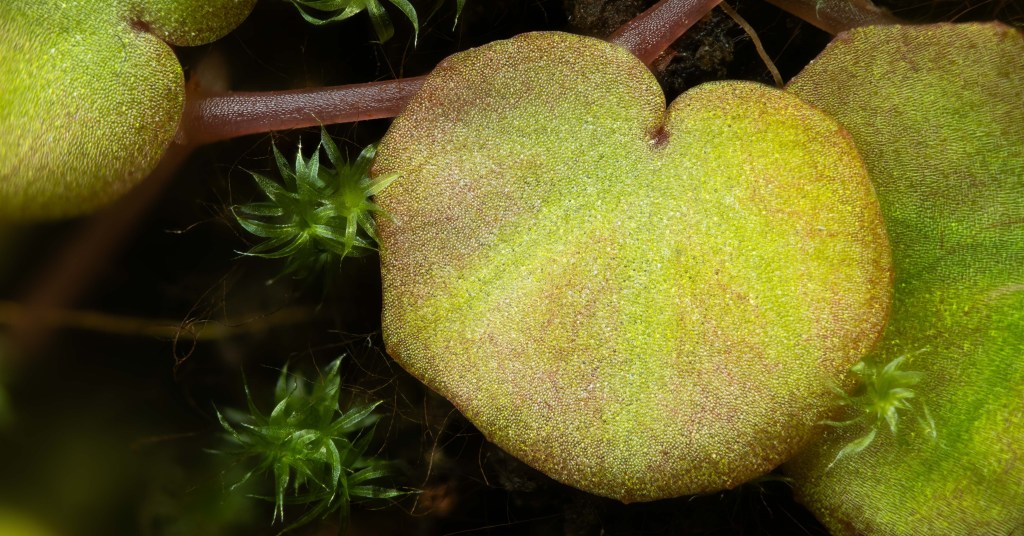 Decline and resurgence