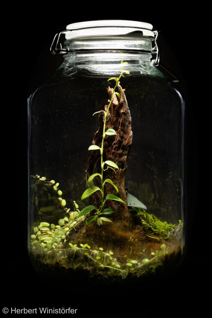 Container of 5 litres inspired by the flora of Ecuador with Philodendron sp. 'Mini Santiago', Peperomia prostrata, Selaginella microphylla und Restrepia cymbula; 05 September 2025, 7½ months days after onset.