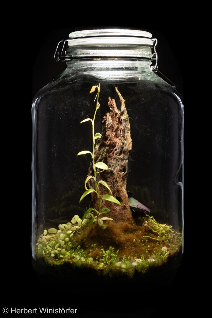 Container of 5 litres inspired by the flora of Ecuador with Philodendron sp. 'Mini Santiago', Peperomia prostrata, Selaginella microphylla und Restrepia cymbula; 21 February 2026, 13 months after onset.
