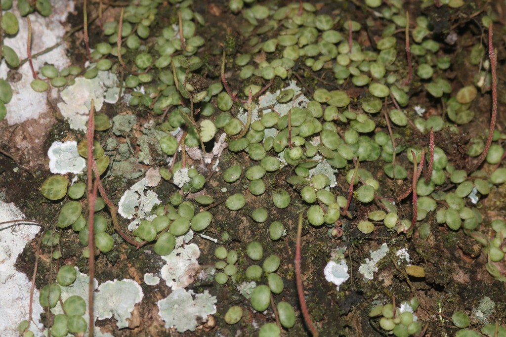Peperomia prostrata B.S.Williams ex Mast. & T.Moore, observed by Amarú Ramón Salcedo in Pichincha, Ecuador; all rights reserved; reproduced with kind permission from the originator.