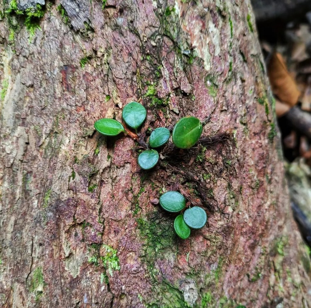 Selliguea metacoela in its natural habitat, West Kalimantan, Indonesia; image source: Dede Haidir Maulana, reproduced with kind permission, all rights reserved.
