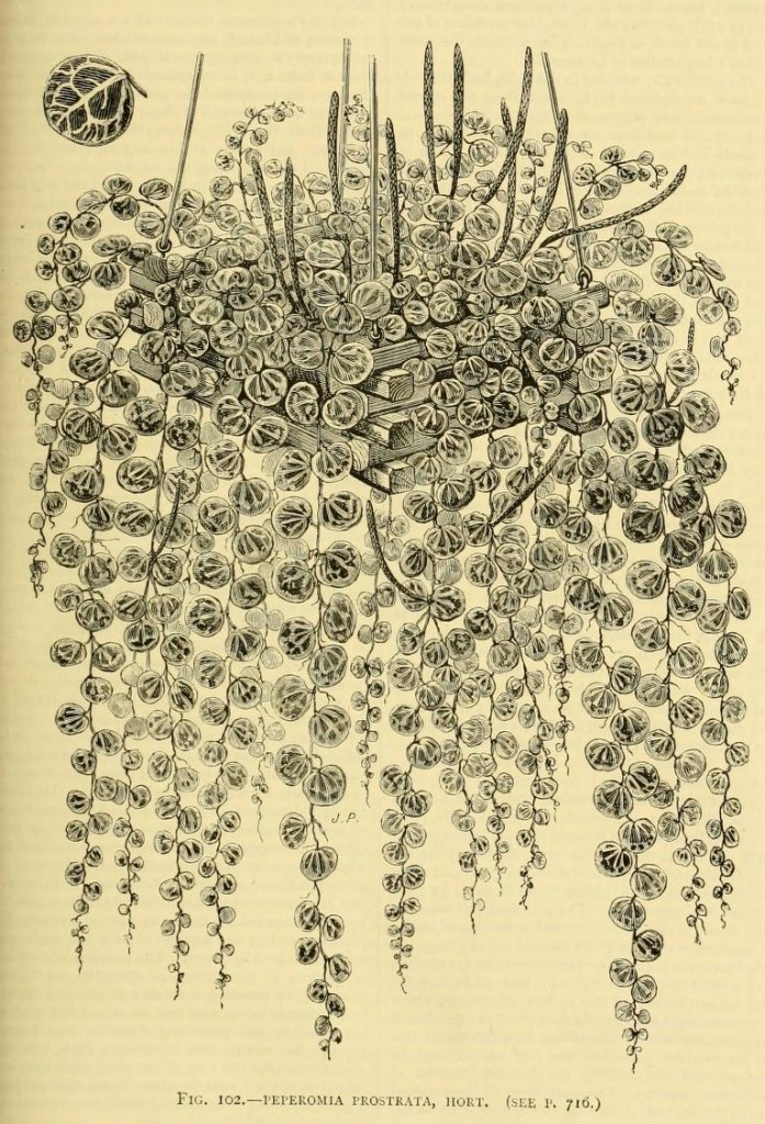 Illustration of Peperomia prostrata in the protolog (Williams 1879: 717); image in public domain, made available by the University of Massachusetts Amherst Libraries.