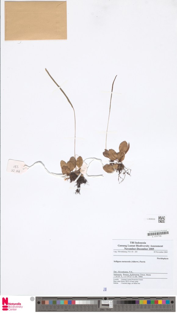 Herbarium specimen of Selliguea metacoela with fertile fronds, collected by P.H. Hovenkamp in 2005 in Borneo, Gunung Lumut Protection Forest; image source: Naturalis Bioportal, licenced under CC0 1.0.