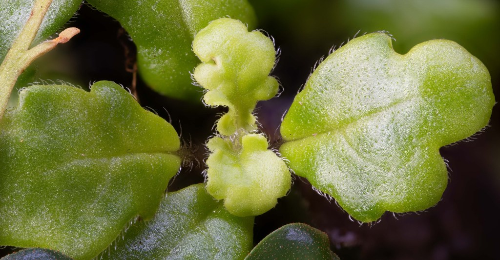 From Andapa to Munich to Edinburgh into cultivation