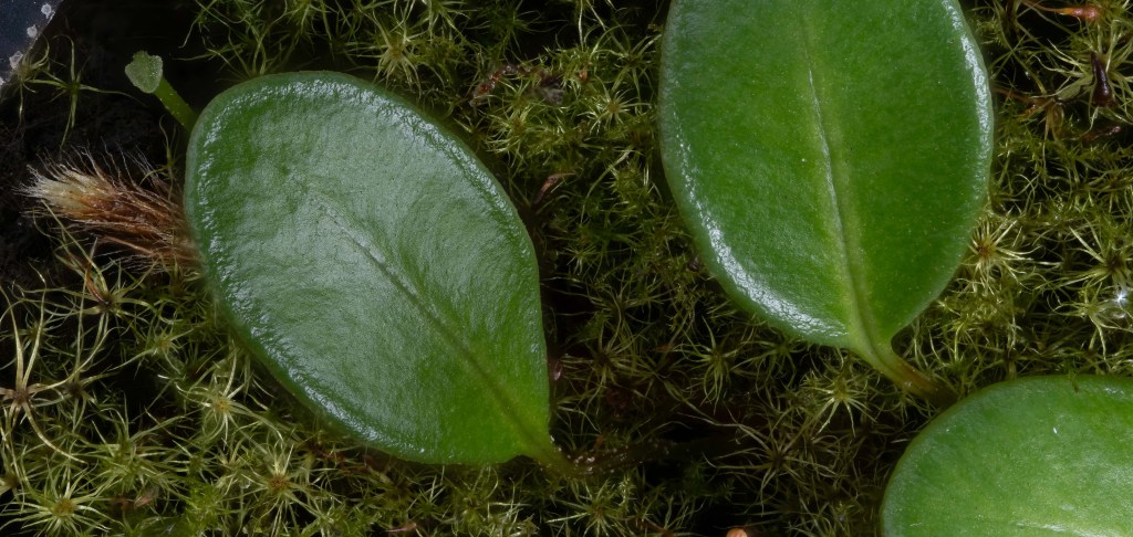 Named after an&nbsp;anagram