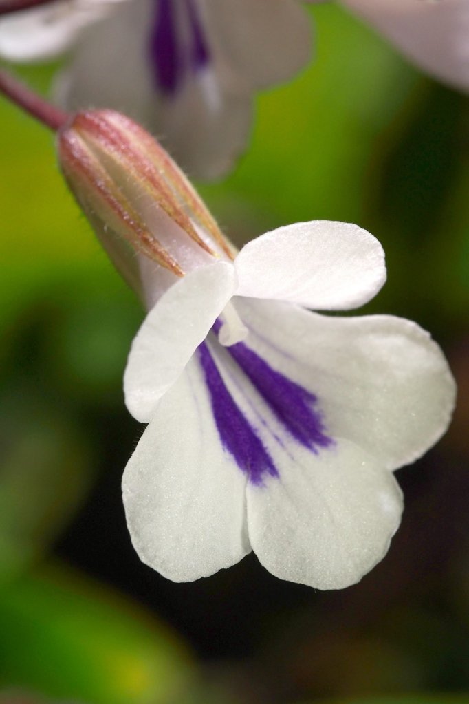 Flower of Metapetrocosmea tamiana; image credit: Beth Otway, www.pumpkinbeth.com/; courtesy of the author, all rights reserved.