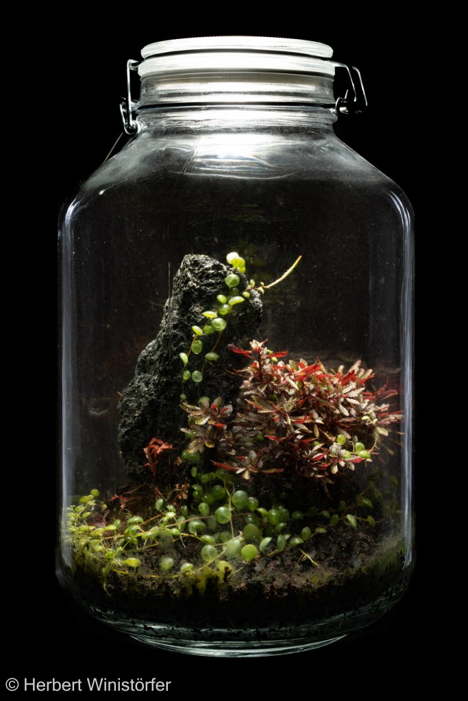 P. prostrata (foreground, center) together with Triolena pileoides and Selaginella erythropus in a container of 5 litres inspired by the flora of Ecuador, 15 April 2026, seven months after onset.