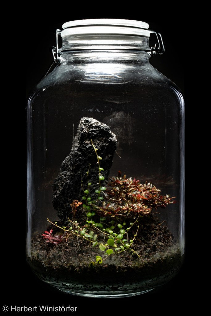 P. prostrata (foreground, center) together with Triolena pileoides and Selaginella erythropus in a container of 5 litres inspired by the flora of Ecuador, 24 November 2025, two months after onset.