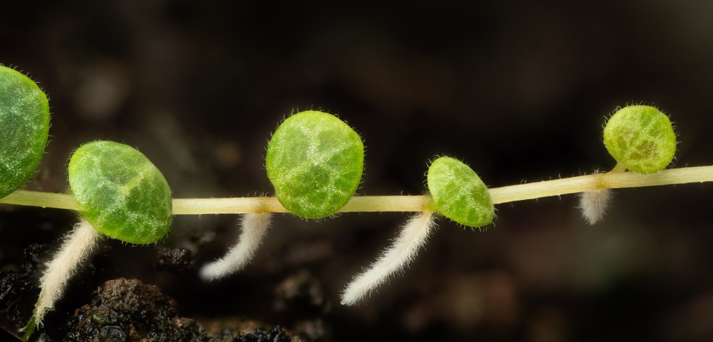 A truly tiny&nbsp;dwarf
