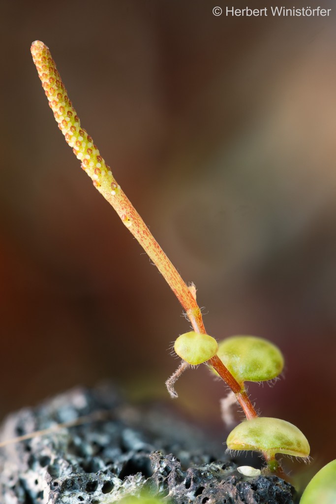 Developing inflorescence of P. prostrata; 07 April 2026; image focus stacked from 67 single frames.