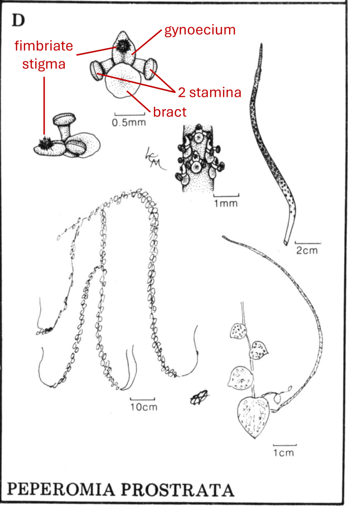 Illustration of P. prostrata from Dodson and Gentry (1986: 395, pl. 149D); flower parts labelled by the author; original image licenced under CC BY-NC 4.0.