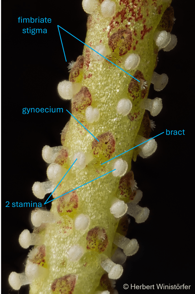 Detail of P. prostrata inflorescence with flower parts labelled: gynoecium (female part), stamina (male part) and bract of a single flower; two fimbriate ('hairy') stigmata of neighbouring flowers; 15. April 2026; image focus stacked from 120 single frames.