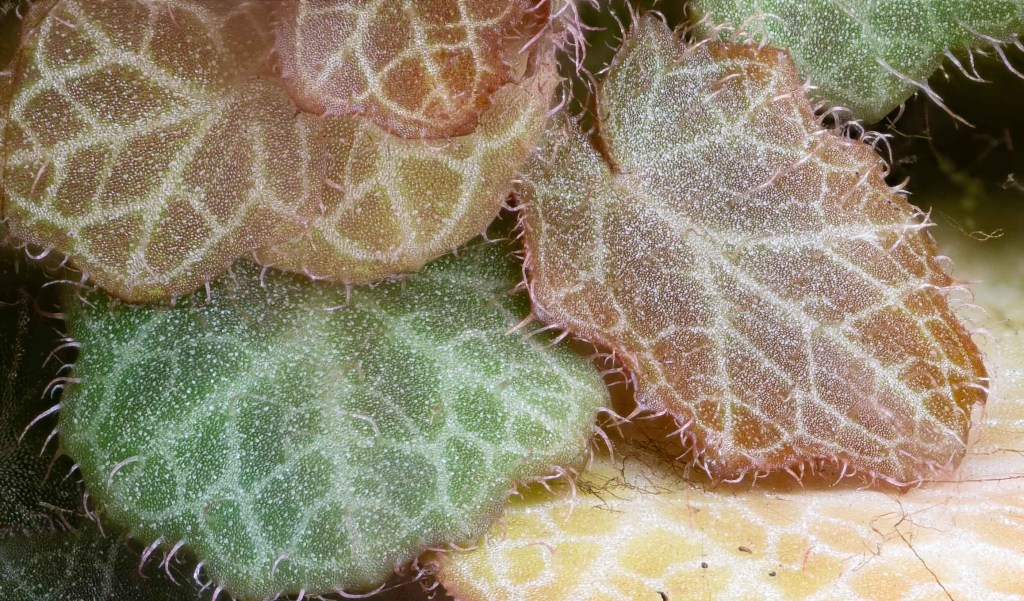 Neither strawberry nor begonia nor&nbsp;geranium